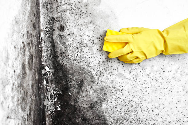 Mold Removal and Inspection in Oriole Beach, FL