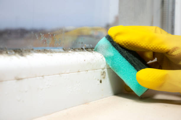 Best Certified Mold Removal  in Oriole Beach, FL